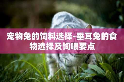 寵物兔的飼料選擇-垂耳兔的食物選擇及飼喂要點