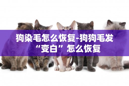 狗染毛怎么恢復-狗狗毛發“變白”怎么恢復