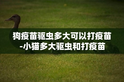 狗疫苗驅蟲多大可以打疫苗-小貓多大驅蟲和打疫苗