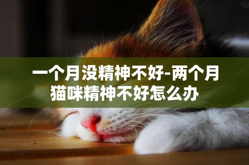 一個月沒精神不好-兩個月貓咪精神不好怎么辦