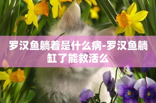 羅漢魚躺著是什么病-羅漢魚躺缸了能救活么