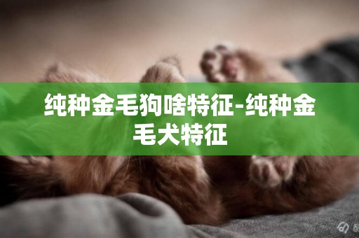 純種金毛狗啥特征-純種金毛犬特征