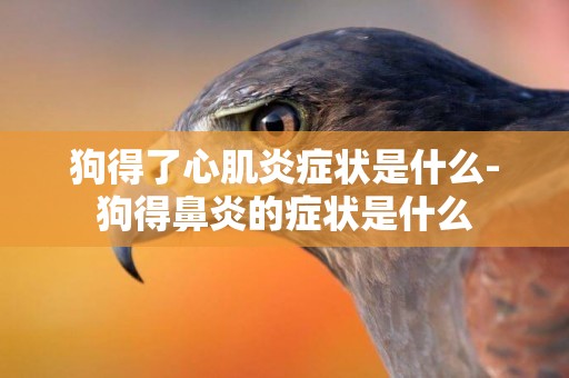 狗得了心肌炎癥狀是什么-狗得鼻炎的癥狀是什么