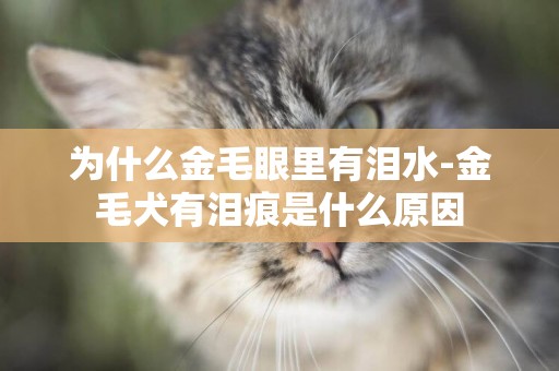 為什么金毛眼里有淚水-金毛犬有淚痕是什么原因