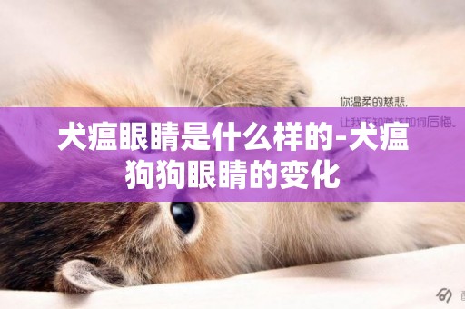 犬瘟眼睛是什么樣的-犬瘟狗狗眼睛的變化