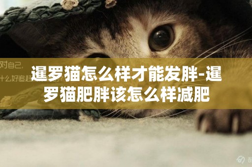 暹羅貓怎么樣才能發胖-暹羅貓肥胖該怎么樣減肥