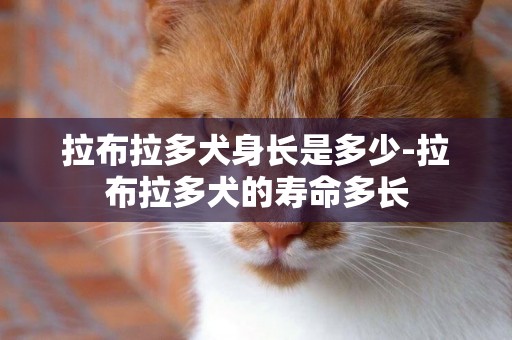 拉布拉多犬身長是多少-拉布拉多犬的壽命多長