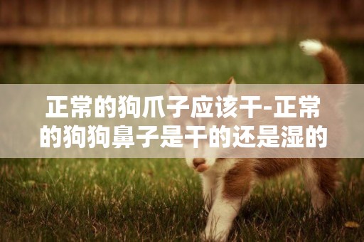 正常的狗爪子應該干-正常的狗狗鼻子是干的還是濕的