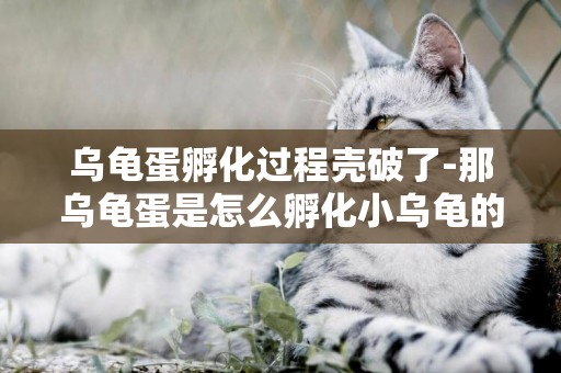 烏龜蛋孵化過程殼破了-那烏龜蛋是怎么孵化小烏龜的