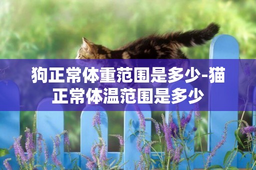 狗正常體重范圍是多少-貓正常體溫范圍是多少