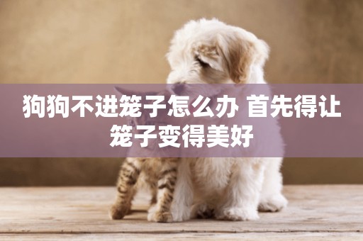 狗狗不進籠子怎么辦 首先得讓籠子變得美好
