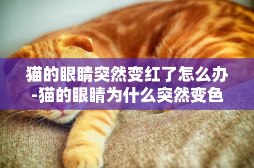 貓的眼睛突然變紅了怎么辦-貓的眼睛為什么突然變色