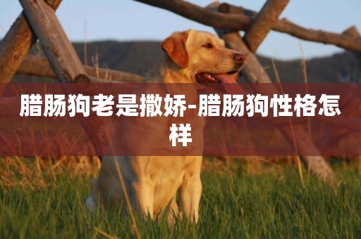 臘腸狗老是撒嬌-臘腸狗性格怎樣