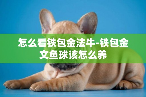 怎么看鐵包金法牛-鐵包金文魚球該怎么養