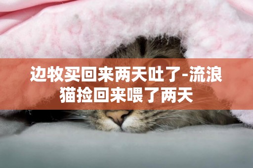 邊牧買回來兩天吐了-流浪貓撿回來喂了兩天