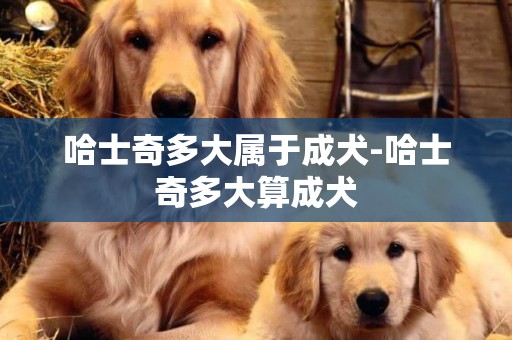 哈士奇多大屬于成犬-哈士奇多大算成犬