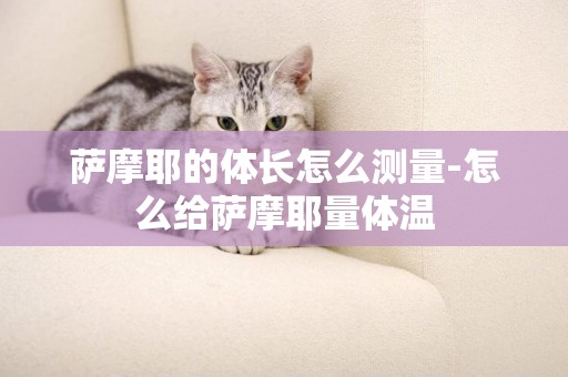 薩摩耶的體長怎么測量-怎么給薩摩耶量體溫