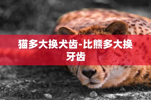 貓多大換犬齒-比熊多大換牙齒