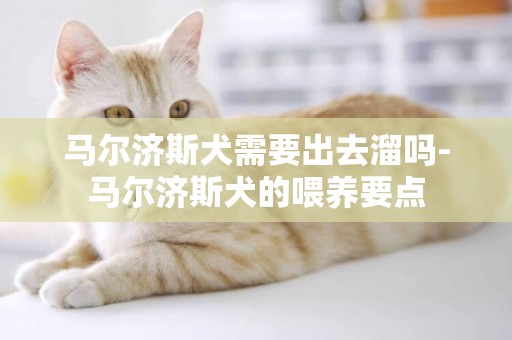 馬爾濟斯犬需要出去溜嗎-馬爾濟斯犬的喂養要點