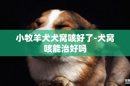 小牧羊犬犬窩咳好了-犬窩咳能治好嗎