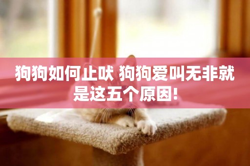 狗狗如何止吠 狗狗愛叫無非就是這五個原因!