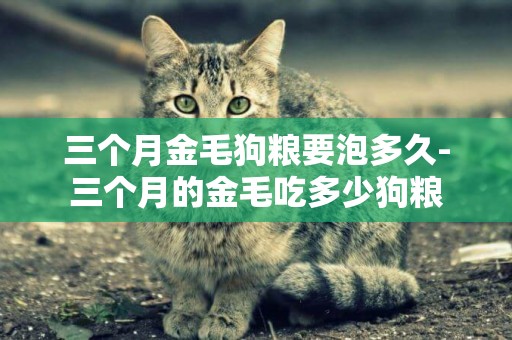 三個月金毛狗糧要泡多久-三個月的金毛吃多少狗糧