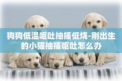 狗狗低溫嘔吐抽搐低燒-剛出生的小貓抽搐嘔吐怎么辦