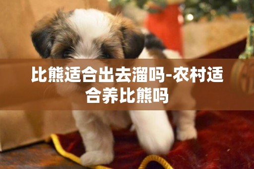 比熊適合出去溜嗎-農村適合養比熊嗎