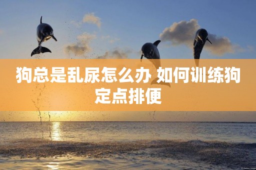 狗總是亂尿怎么辦 如何訓練狗定點排便
