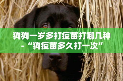 狗狗一歲多打疫苗打哪幾種-“狗疫苗多久打一次”