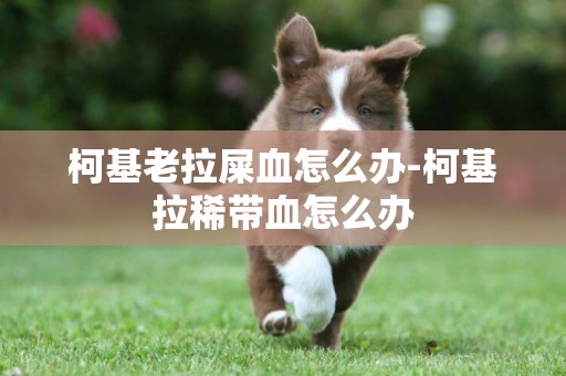 柯基老拉屎血怎么辦-柯基拉稀帶血怎么辦
