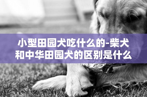 小型田園犬吃什么的-柴犬和中華田園犬的區別是什么