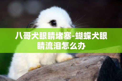 八哥犬眼睛堵塞-蝴蝶犬眼睛流淚怎么辦