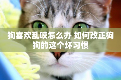 狗喜歡亂咬怎么辦 如何改正狗狗的這個壞習慣