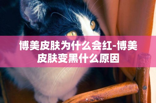 博美皮膚為什么會紅-博美皮膚變黑什么原因