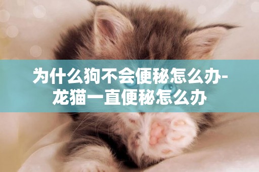 為什么狗不會便秘怎么辦-龍貓一直便秘怎么辦