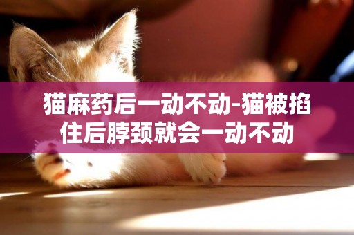 貓麻藥后一動不動-貓被掐住后脖頸就會一動不動