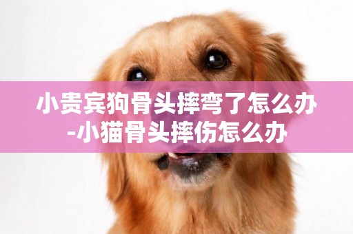 小貴賓狗骨頭摔彎了怎么辦-小貓骨頭摔傷怎么辦