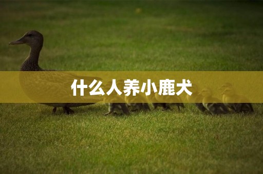 什么人養小鹿犬