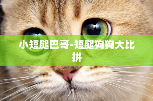 小短腿巴哥-短腿狗狗大比拼