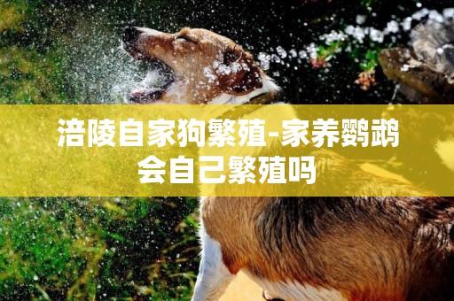 涪陵自家狗繁殖-家養鸚鵡會自己繁殖嗎