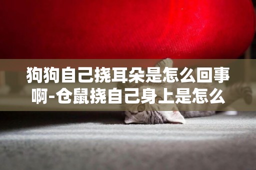 狗狗自己撓耳朵是怎么回事啊-倉鼠撓自己身上是怎么回事