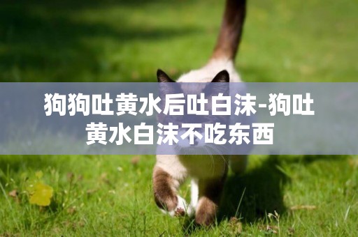 狗狗吐黃水后吐白沫-狗吐黃水白沫不吃東西