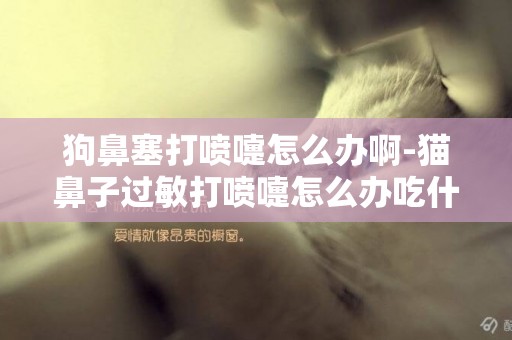 狗鼻塞打噴嚏怎么辦啊-貓鼻子過敏打噴嚏怎么辦吃什么藥
