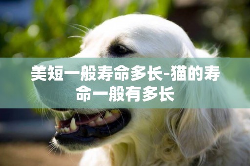美短一般壽命多長-貓的壽命一般有多長