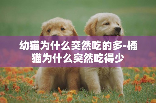 幼貓為什么突然吃的多-橘貓為什么突然吃得少