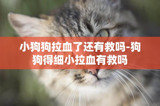 小狗狗拉血了還有救嗎-狗狗得細小拉血有救嗎