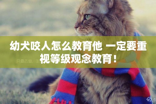 幼犬咬人怎么教育他 一定要重視等級觀念教育！