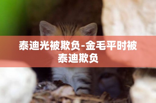 泰迪光被欺負-金毛平時被泰迪欺負