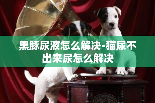 黑豚尿液怎么解決-貓尿不出來尿怎么解決